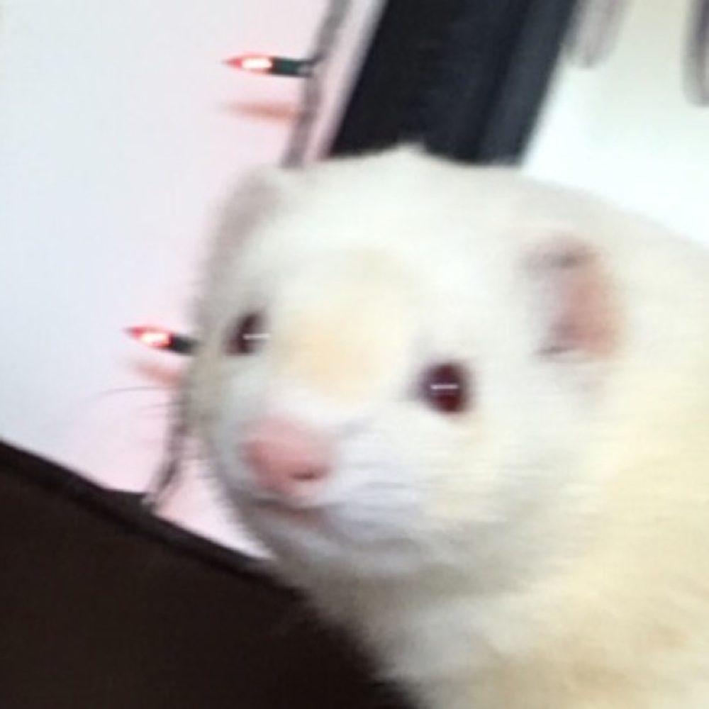 Meet your Posher, Adrianna